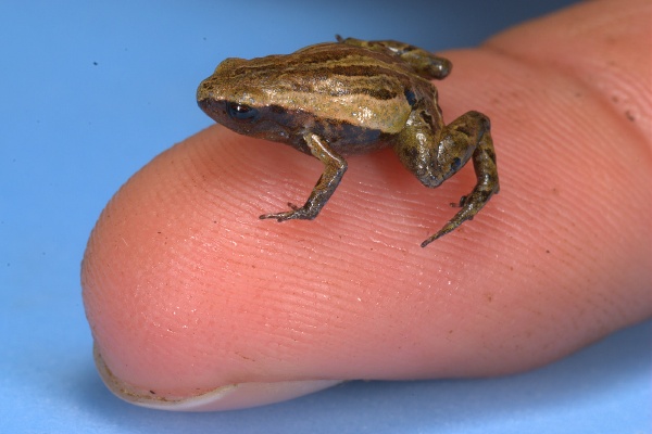 Noblella pygmaea 